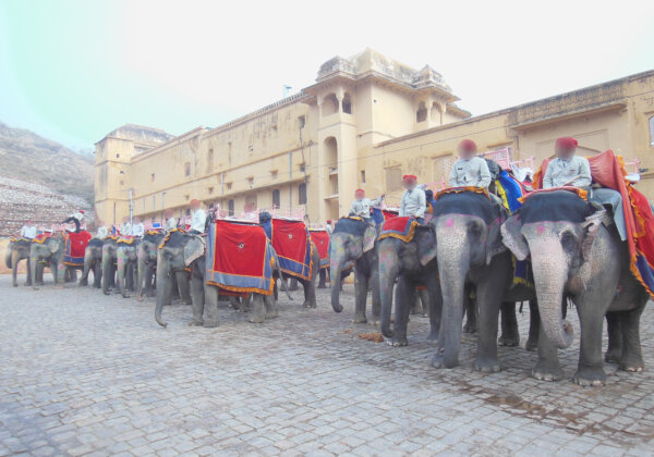 Torturing Elephants for Rides at Amer Fort Endangers Everyone