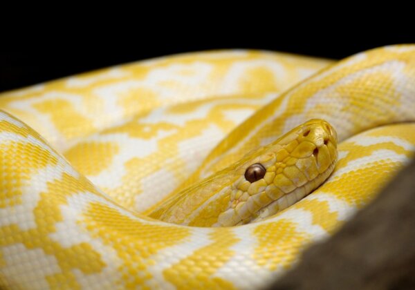 15 Facts About Snakes