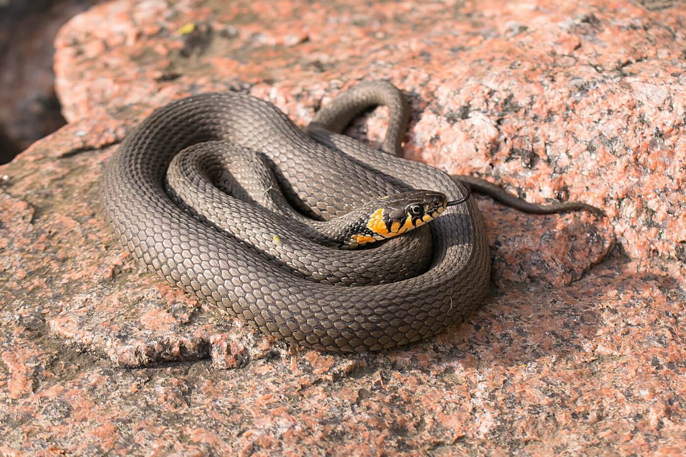 9 Freaky Facts About Snakes