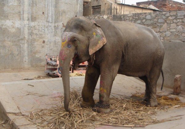 Photos: Chained and Beaten Elephants Need Your Help