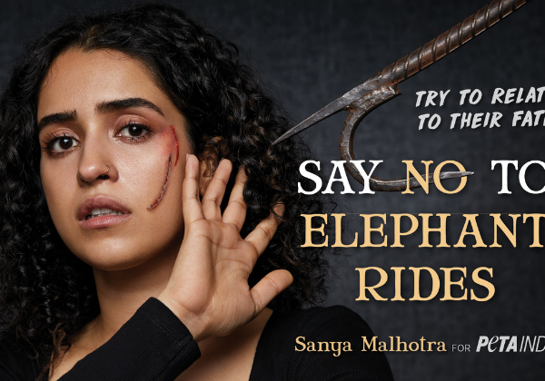 Sanya Malhotra ‘Scarred’ in World Elephant Day Ad for PETA India