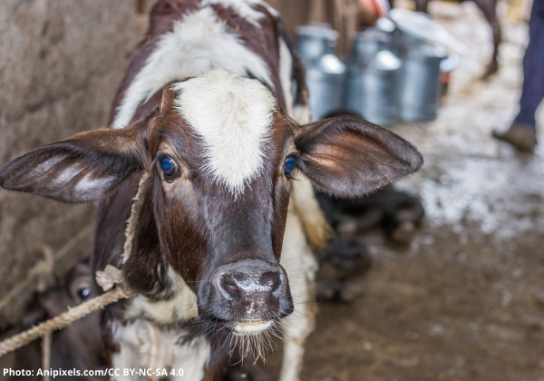 6 Videos the Dairy Industry Hopes You’ll Never See