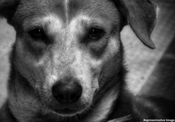Kota Police Register First Information Report for Dog Rape Following PETA India Push