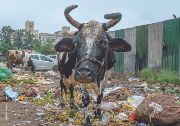 Save Animals and the Environment! Join PETA India on ‘World Clean-Up Day’