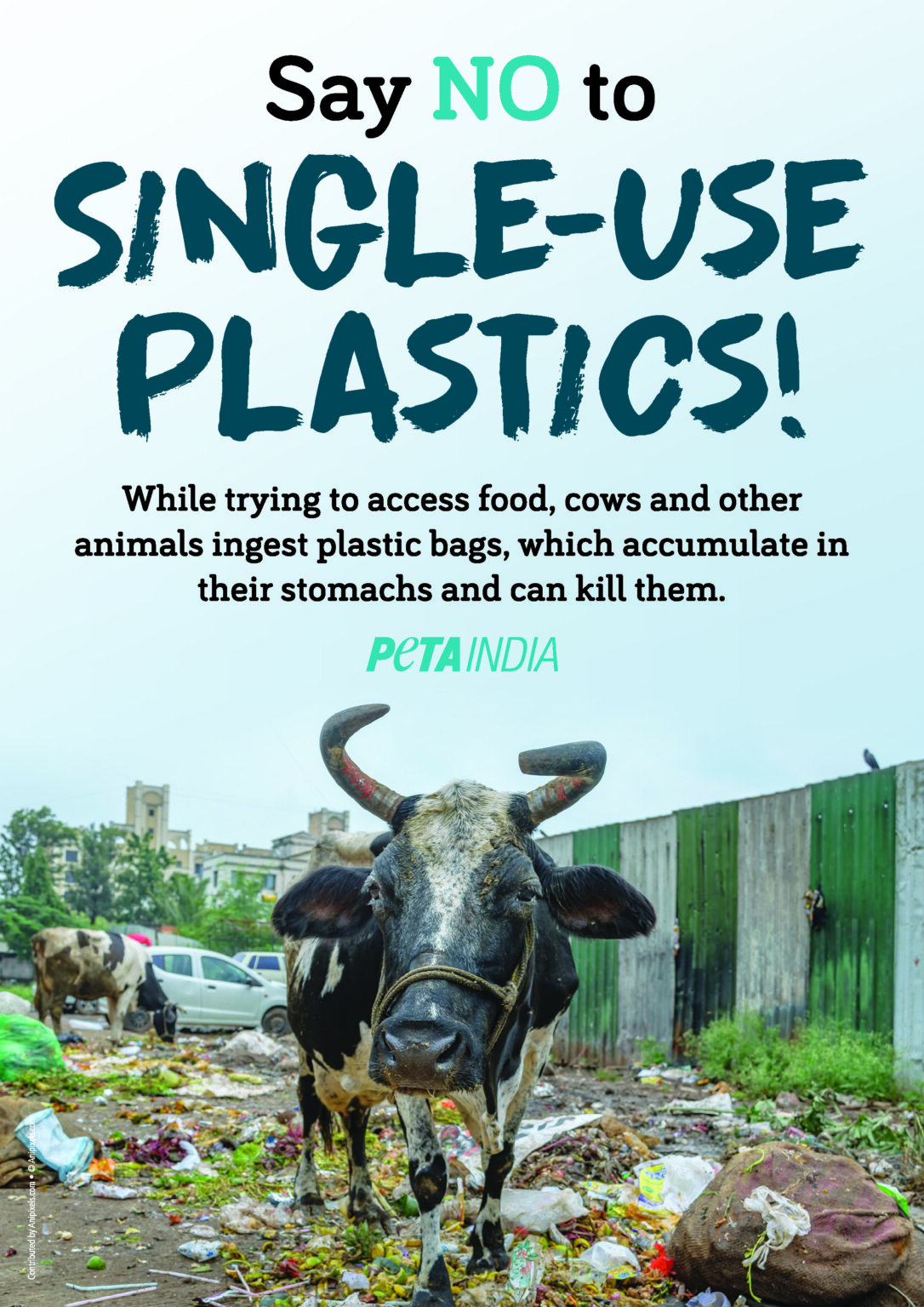 Save Animals and the Environment! Join PETA India on ‘World Clean-Up ...