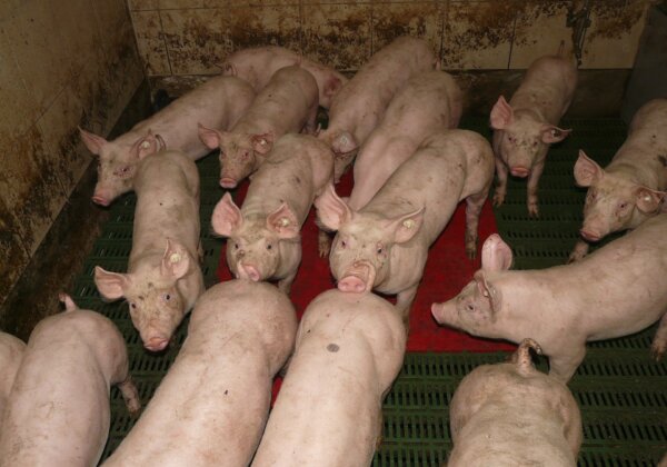 PETA India Urges Kerala to Shut Down Pig Farms to Prevent a Nipah Pandemic