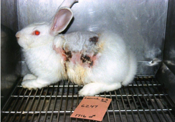 The European Parliament Commits to Phasing Out Animal Experiments – PETA India Urges PM Modi to Follow Suit