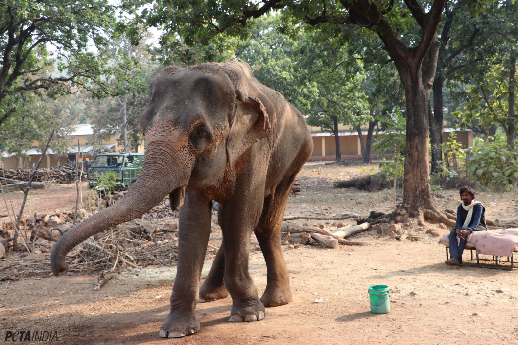 GREAT NEWS! ‘India’s Skinniest Elephant’, Lakshmi, to Be Rehabilitated ...