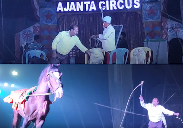 Animal Welfare Board Calls On West Bengal to Seize Animals From Ajanta Circus Following PETA India Complaint