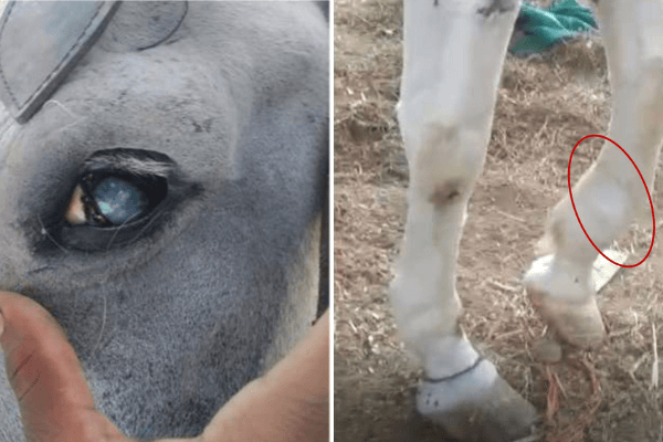 New Report: Kolkata’s Victoria Horses Suffer From Starvation, Fractures and Other Injuries From Road Accidents, and Suspected Rabies, Says PETA India