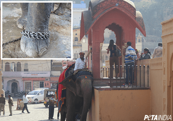 Author Shobhaa De Urges Rajasthan Government to Make Elephant Rides History During the Jaipur Literature Festival