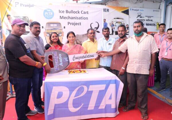 Victory! PETA India Replaces Mumbai Ice-Hauling Bulls With Motorised Vehicles in Ceremony Held With Local Politician