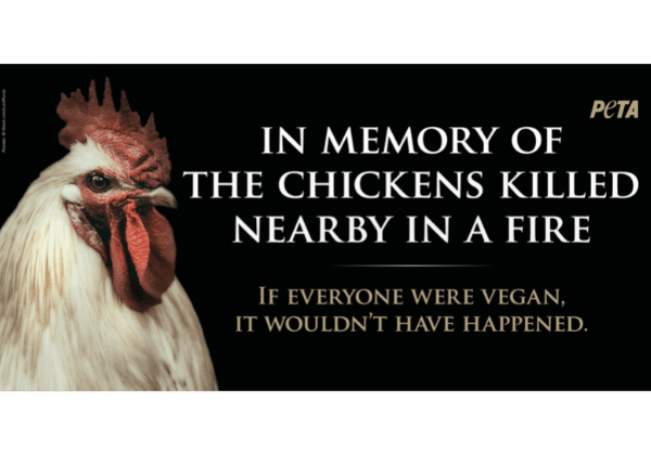 Pro-Vegan PETA India Memorial Honours Chickens Killed in Farm Blaze