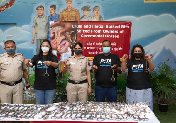 Delhi Police and PETA India Displayed Over 100 Seized Spiked Bits Used to Control Horses in Weddings