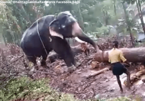 Emaciated Elephant Abused for Logging in Kerala – PETA India Appeals to ...