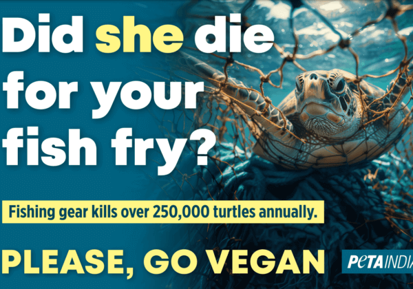 World Oceans Day Plea: PETA India’s Sky-High Message Highlights How Eating Fish Kills Turtles