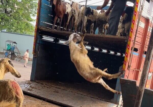 बड़ी ख़बर: PETA इंडिया द्वारा मुंबई के देवनार बूचड़खाने में की गयी नयी जांच में जानवरों के साथ भीषण क्रूरता का खुलासा
