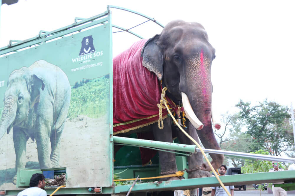 5 Ways PETA India Helps Elephants - Blog - PETA India