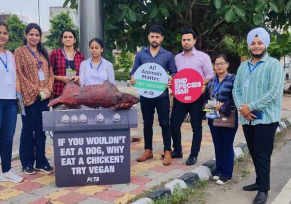‘Charred Dog’ ‘Barbecued’ in Amritsar in Advance of World Day for the End of Speciesism