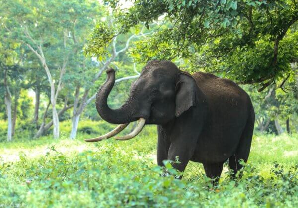 5 Ways PETA India Helps Elephants