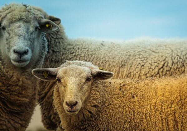 PETA US Vegan Wool Challenge Offers US$1 Million Award