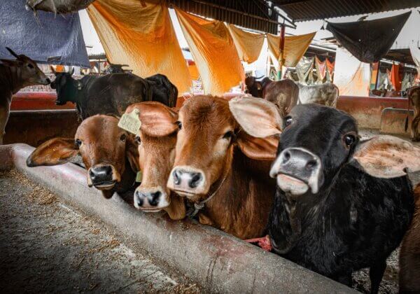PETA इंडिया ने एक प्यारे बछड़े की जान बचाकर ‘Hug-a-Cow’ डे को ‘Save-a-Cow’ डे में बदला