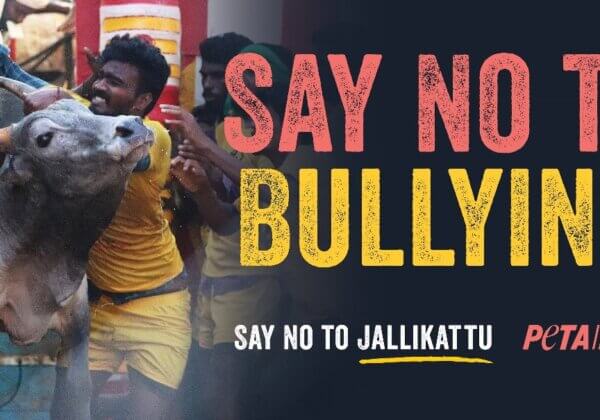 Jallikattu is BULLying, Says PETA India in New Billboard Campaign