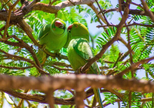 Tamil Nadu Forest Department Rescues Parakeets Following PETA India Complaint