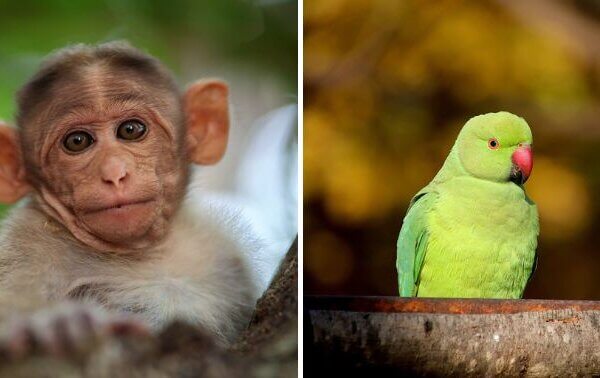Illegally Held Baby Monkeys and Parakeets Rescued From Mumbai Apartment