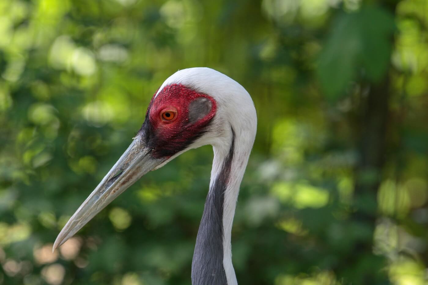 PETA India Makes Plea For Seized Crane’s Release From Kanpur Zoo, Says ...