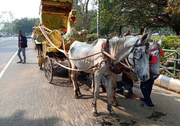 150 से अधिक पशु चिकित्सकों ने पश्चिम बंगाल की मुख्यमंत्री से कोलकाता में घोड़ों द्वारा खींची जाने वाली गाड़ियों पर रोक लगाने की अपील की