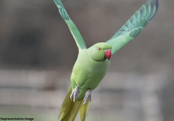 Parakeets Rescued From Akola YouTuber’s Illegal Possession Following PETA India Complaint