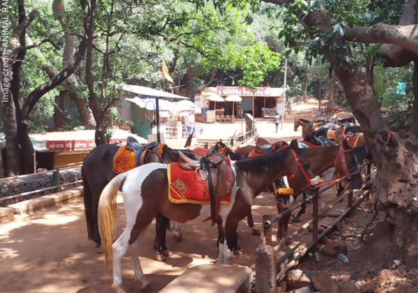 Animal Rahat Study Shows Matheran Horses and Ponies Are Suffering