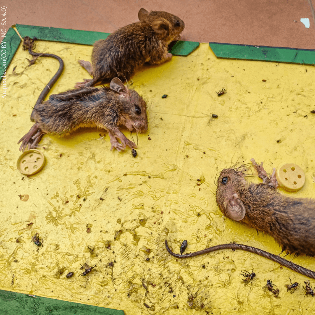glue mousetrap, Rats on rat glue trap, Dead mouse in a mousetrap