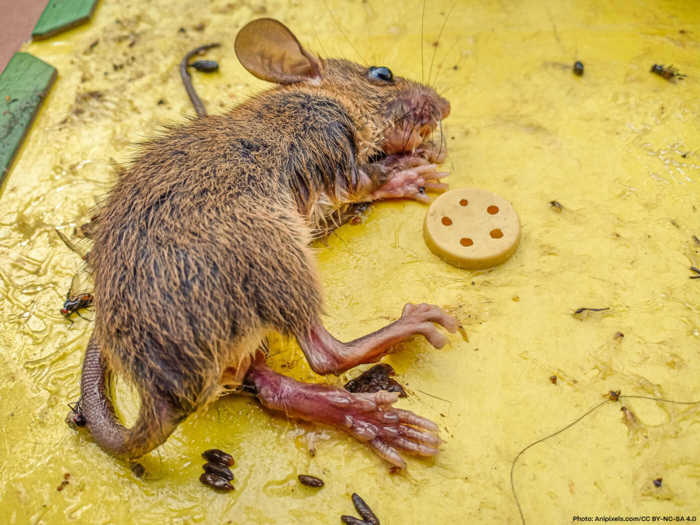 Ban Glue Traps in the U.S.  Take Action @ The Animal Rescue Site