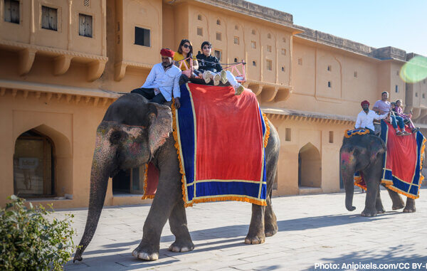 Rides on the Elephant Gouri at Amer Fort Halted Following Shopkeeper Attack and PETA India Complaint