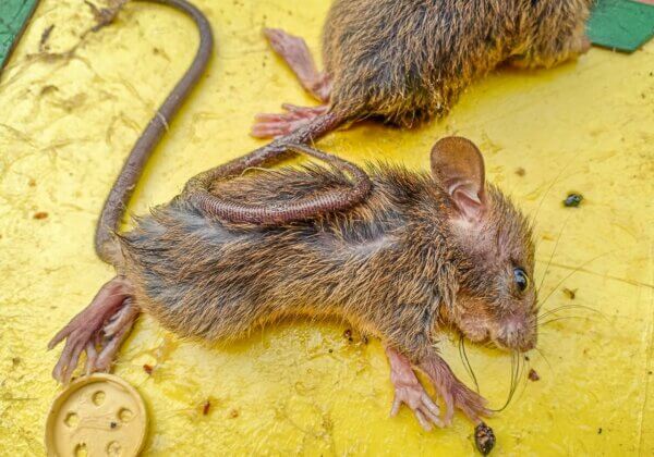 Arunachal Pradesh Stands Up for Rodents, Bans Cruel Glue Traps Following PETA India Appeal