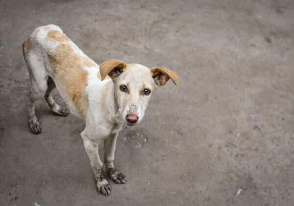 PETA इंडिया की शिकायत के बाद आगरा पुलिस ने कुत्ते को पीट-पीटकर हत्या करने वाले अपराधी के खिलाफ़ FIR दर्ज़ की
