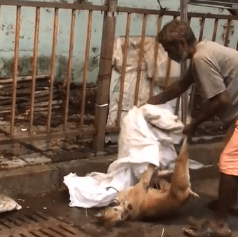 कुत्ते की हत्या के प्रयास के वायरल वीडियो के बाद मुंबई पुलिस ने FIR दर्ज की, कुत्तों को प्रताड़ित करते हुए एक और वीडियो सामने आया – PETA इंडिया ने अपराधियों को पकड़वाने वालों के लिए 50,000 के इनाम की घोषणा की