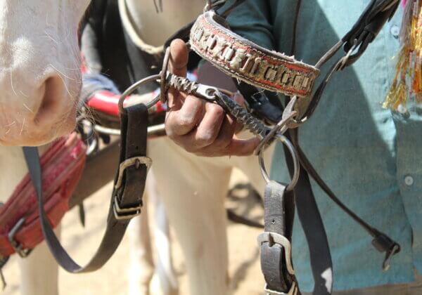 PETA इंडिया की अपील के बाद गुजरात सरकार ने घोड़ों को नियंत्रित करने वाली क्रूर काँटेदार लगामों पर रोक लगाई