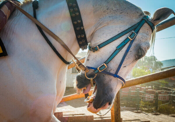 PETA इंडिया की अपील के बाद चंडीगढ़ सरकार ने घोड़ों को नियंत्रित करने वाली मुंह की क्रूर काँटेदार लगामों के उत्पादन और बिक्री पर रोक लगाई
