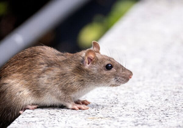 Jharkhand Bans Cruel Glue Traps for Rodent Control in Response to PETA India Appeal
