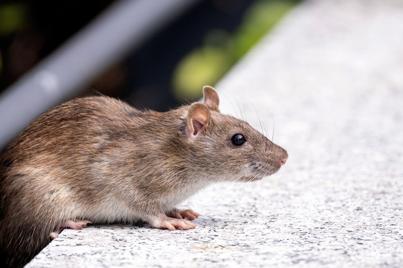 rat glue traps: Arunachal Pradesh bans rat glue traps. Here's why