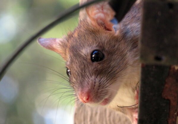 Gujarat Bans Cruel Glue Traps for Rodent Control in Response to PETA India Appeal