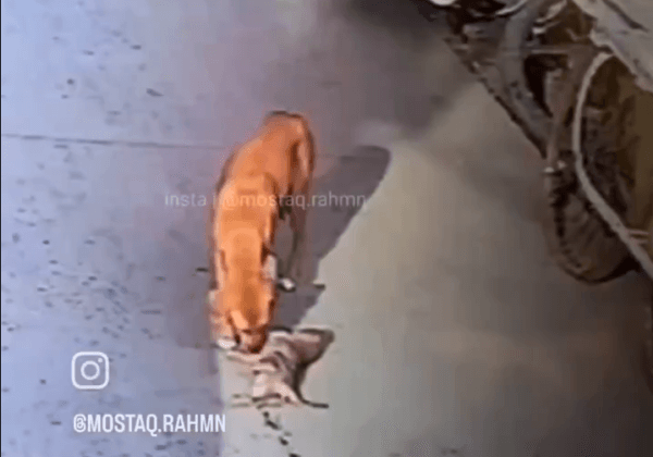 PETA इंडिया और PFA की शिकायत के बाद इंदौर पुलिस ने गाड़ी से कुत्ते के बच्चे को कुचलने वाले के खिलाफ़ FIR दर्ज़ की