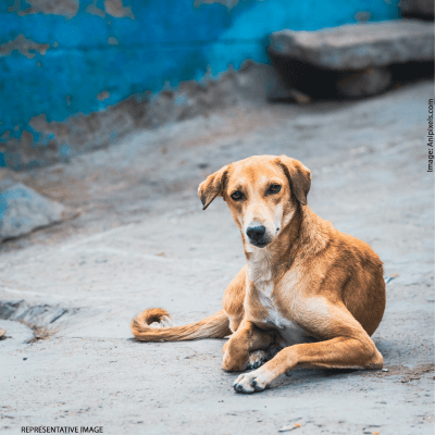 कुरुक्षेत्र: PETA इंडिया की शिकायत के बाद कुत्ते को पीट-पीटकर मारने के आरोप में आठ लोगों के खिलाफ़ मामला दर्ज