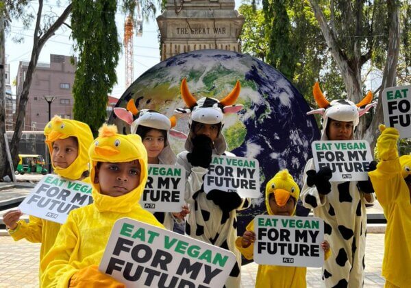 विश्व पर्यावरण दिवस के अवसर पर, PETA इंडिया के नन्हे समर्थकों ने चूज़ों और बछड़ों की पोशाक पहनकर लोगों से वीगन जीवनशैली अपनाने का अनुरोध किया