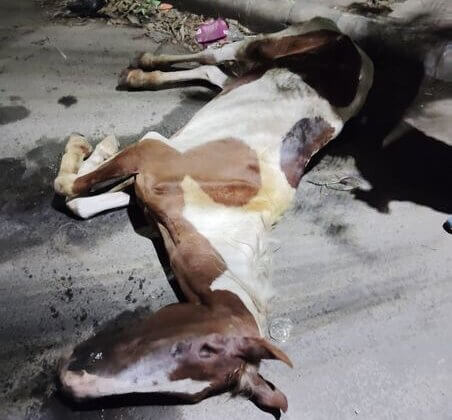 मौत तक काम लिया गया: कोलकाता में गाड़ियां खींचने के लिए इस्तेमाल किए गए दो घोड़े दुर्व्यवहार के शिकार हुए; PETA इंडिया समर्थक द्वारा एफआईआर दर्ज की गई