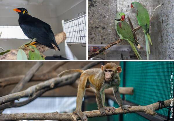 Two Parakeets, a Common Hill Myna, and a Rhesus Macaque Rescued Following PETA India Intervention