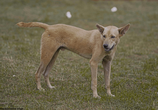 पटियाला में एक कुत्ते की बेरहमी से हत्या करने वाले अपराधी के खिलाफ़ मामला दर्ज़
